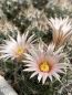 Preview: Mammillaria barbarta - Pinaleno Mountains